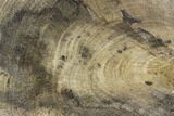 Polished Petrified Wood (Dicot) Slab - Texas #104965-1
